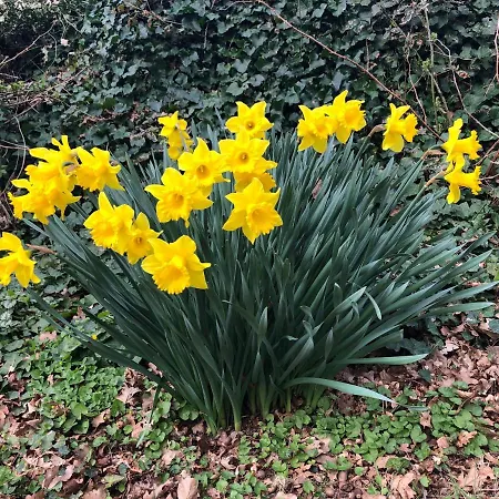 Seasons Garden House 2025 * Schoorl